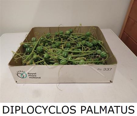 <h4>Diplocyclos Palmatus</h4>