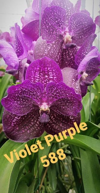 <h4>Vanda violet purple588</h4>