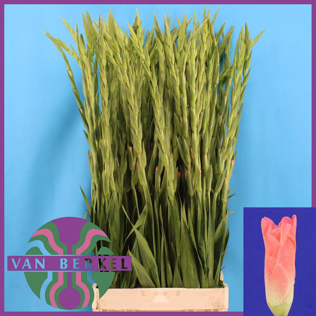 <h4>Gladiolus la karma</h4>