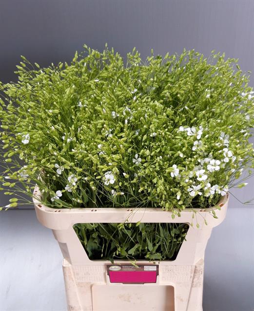 <h4>Saponaria white</h4>