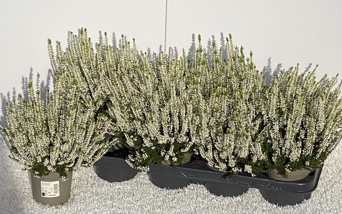 <h4>Calluna vulg. Beauty Ladies Verenka</h4>