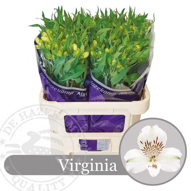 <h4>ALSTR VIRGINIA</h4>