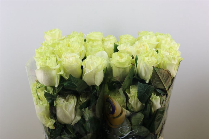 <h4>R Gr Moonstone Ll</h4>