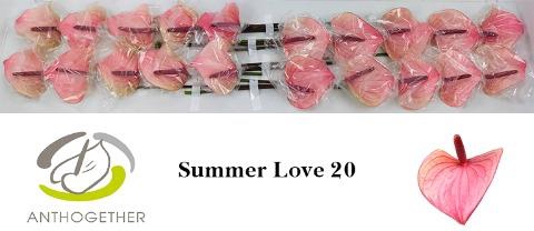 <h4>Anthurium love summer</h4>