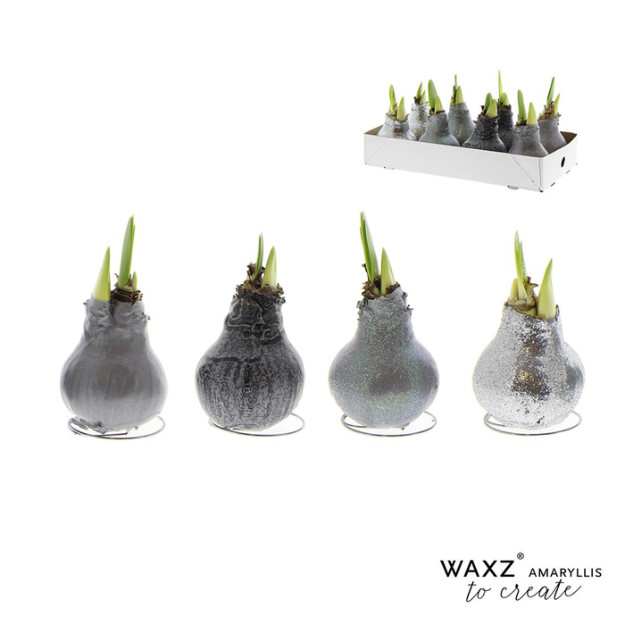 <h4>arr4 Amaryllis VH - Wax to create silver</h4>