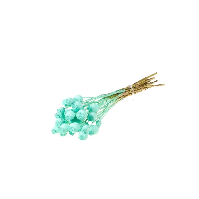 <h4>Papaver sb blue aqua</h4>