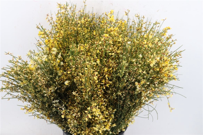 <h4>Ginster 400gr Yellow P Bunch</h4>