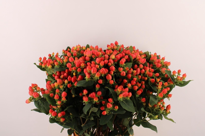 <h4>Hyp Pacific Spray Orange</h4>