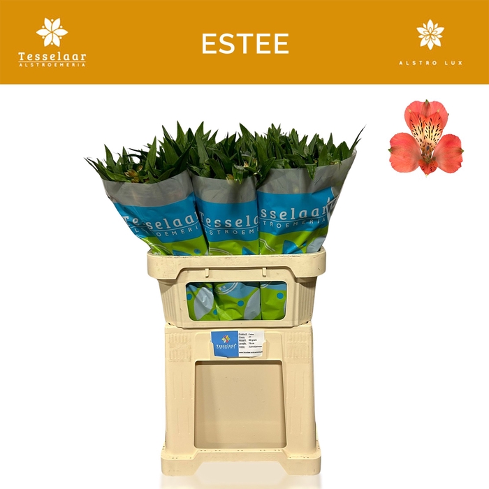 <h4>ALSTR ESTEE</h4>