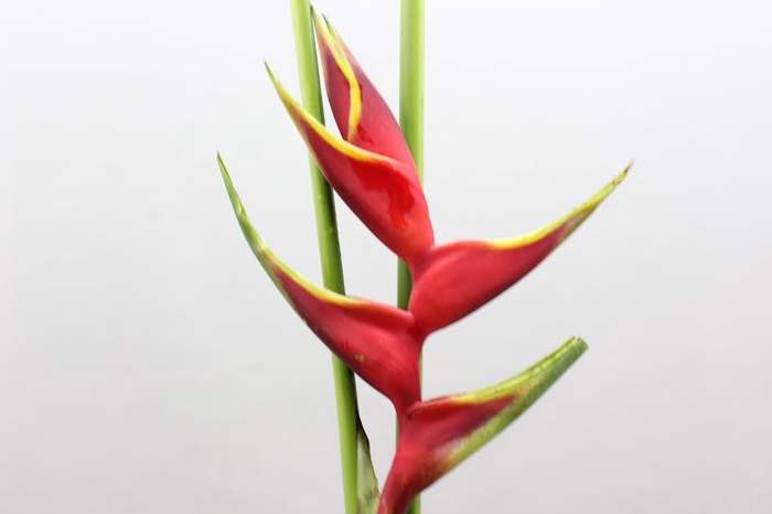 <h4>Heliconia richmond</h4>