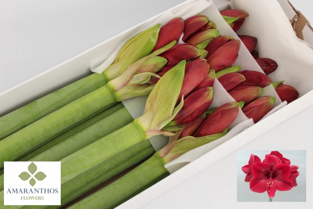 <h4>Hippeastrum baton rouge</h4>
