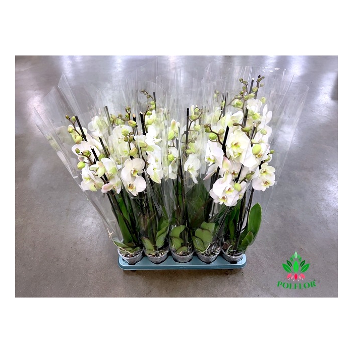 <h4>Phalaenopsis Biały 12Ø 70cm 3 Pędy</h4>