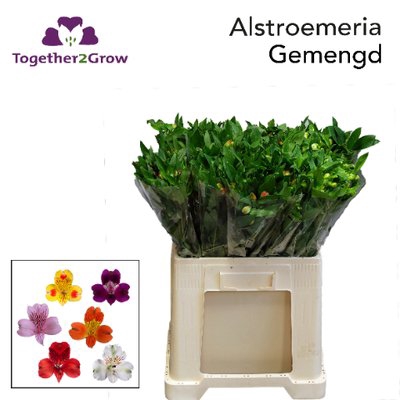 <h4>Alstroemeria mix in bucket</h4>