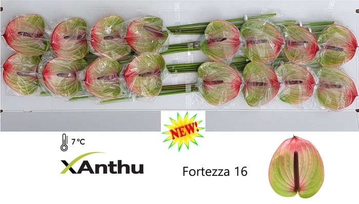 <h4>ANTH A FORTEZZA</h4>