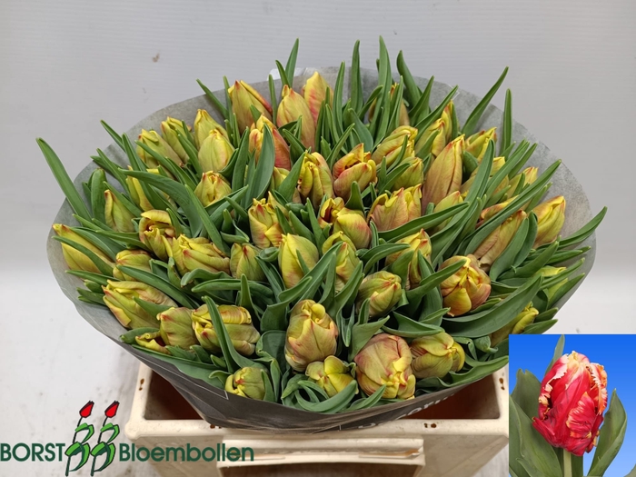 <h4>TU PA DEE JAY PARROT</h4>
