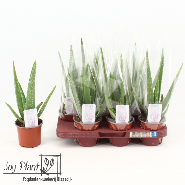 <h4>ALOE VERA</h4>