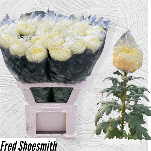<h4>CHR G FR SHOESMITH</h4>