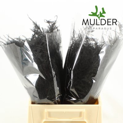 <h4>Leaf asparagus paint black</h4>