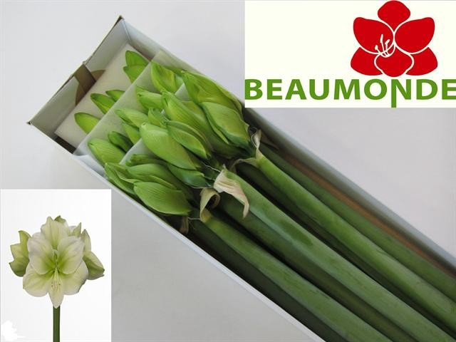 <h4>Hippeastrum challenger</h4>