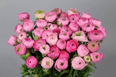 <h4>Ranunculus elegance pink</h4>