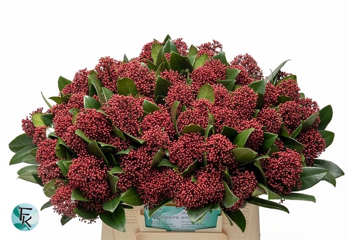 <h4>Skimmia Rubella</h4>