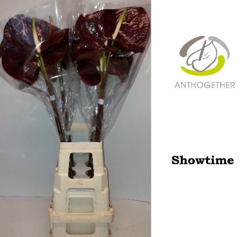 <h4>Anthurium showtime</h4>