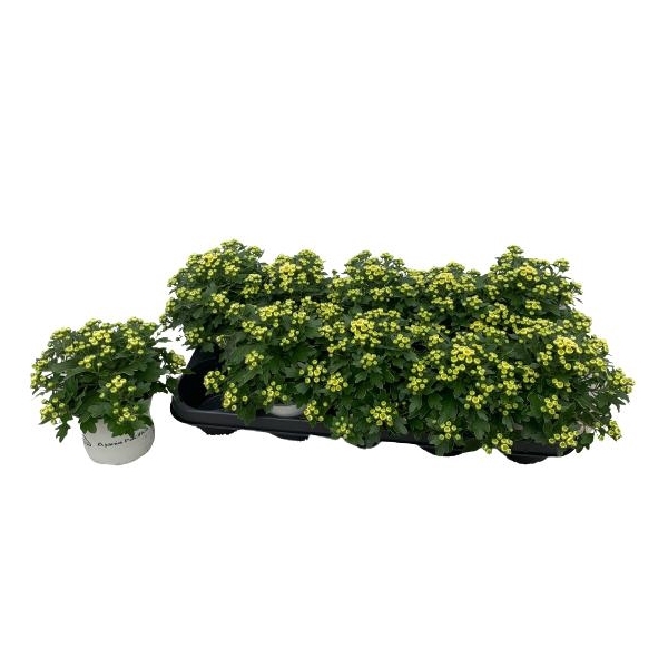 <h4>Ajania pacific white</h4>