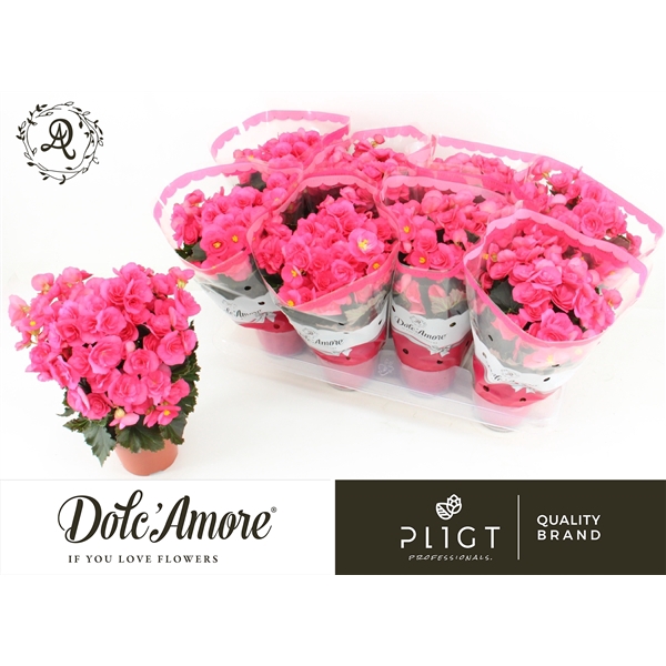 <h4>Begonia Sweeties Adonia Pink P12 Dolc'Amore®</h4>