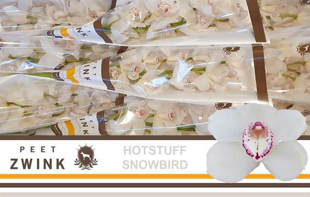 <h4>Cymbidium white snowbird</h4>