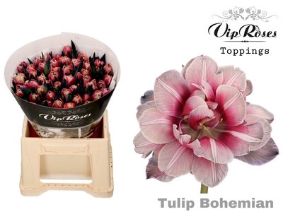 <h4>Tulipa do paint bohemian</h4>