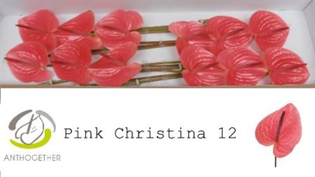 <h4>Anth A Pink Christina 12</h4>