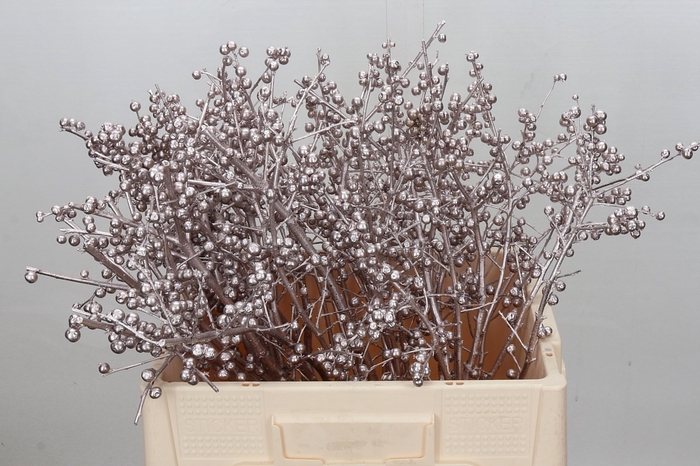 <h4>Ilex paint champagne</h4>