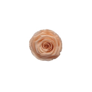 Rose Peach Coralicious pres.