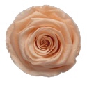 Rose Peach Coralicious pres.