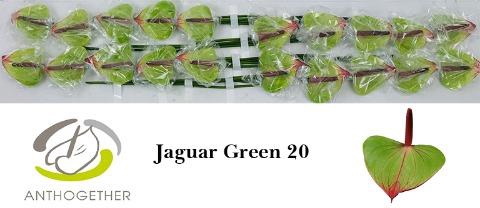 <h4>Anthurium love jaguar green</h4>