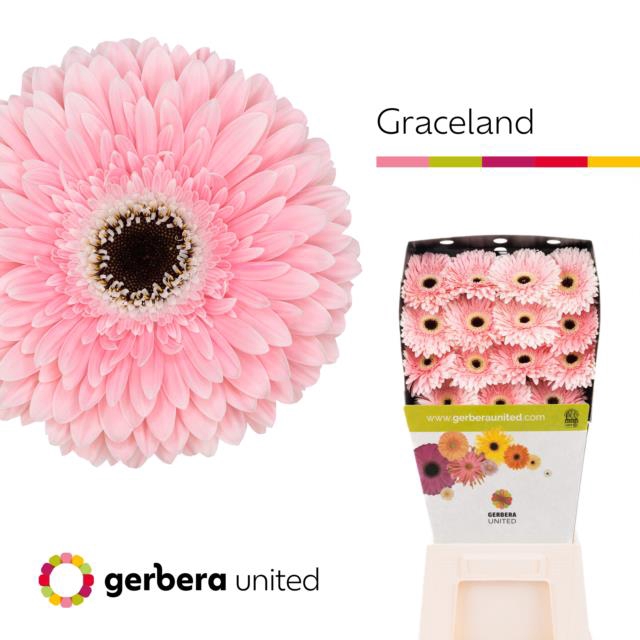 <h4>Gerbera diamond graceland</h4>