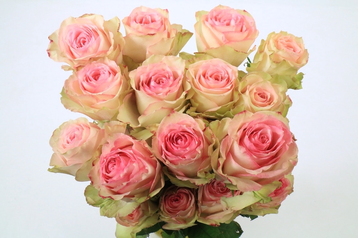 <h4>Rosa ec esperance</h4>