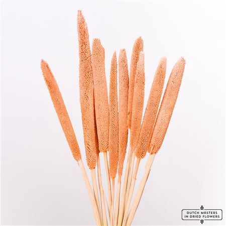 <h4>Dried Babala 10pc Frosted Salmon Bunch</h4>