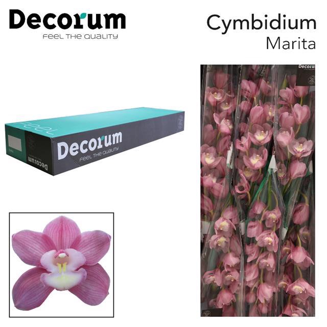 <h4>Cymbidium pink marita</h4>