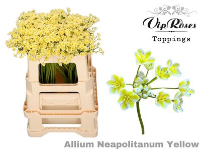 Allium paint neopolitanum yellow