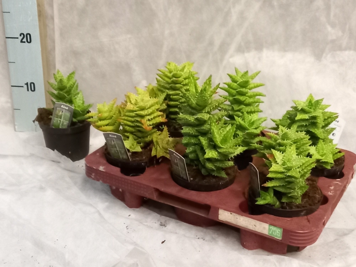 <h4>ALOE GEM</h4>