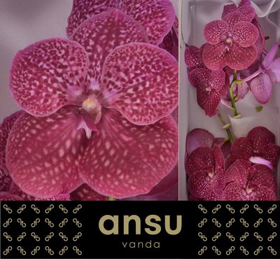 <h4>Vanda nitaya crimson love</h4>