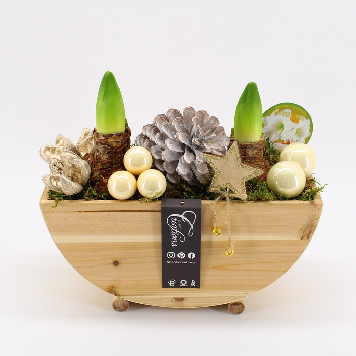 <h4>HICR-2306W Kerst Amaryllis</h4>
