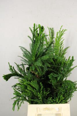<h4>Conifeer Cryptomeria Crist. Bs</h4>