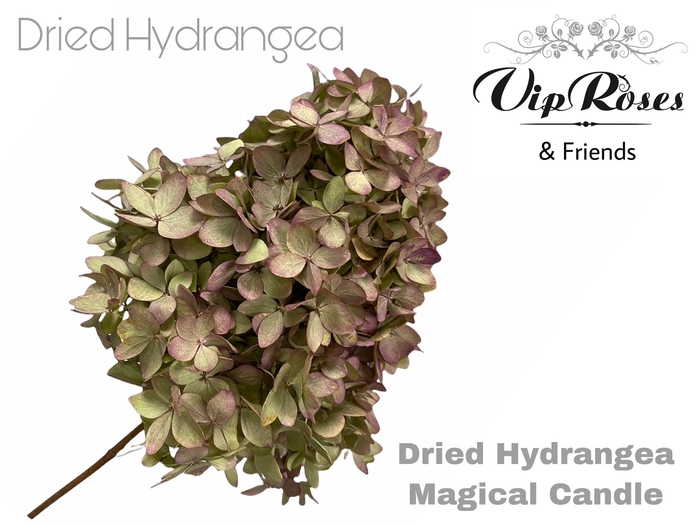 <h4>DRIED HYDRANGEA MAGICAL CANDLE</h4>