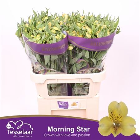 <h4>Alstr Morning Star</h4>