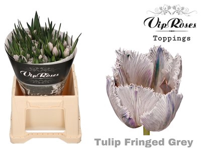 <h4>Tulipa fr paint grey</h4>