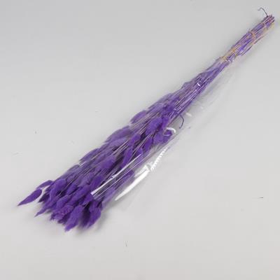 <h4>Df Lagurus Bs 50g/70cm Purple</h4>