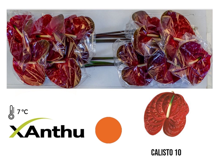 <h4>ANTH A Calisto 10</h4>