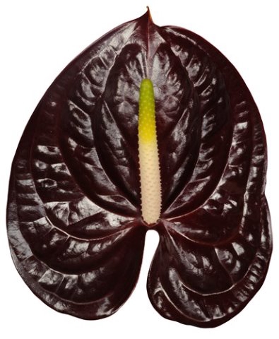 <h4>Anthurium showtime</h4>